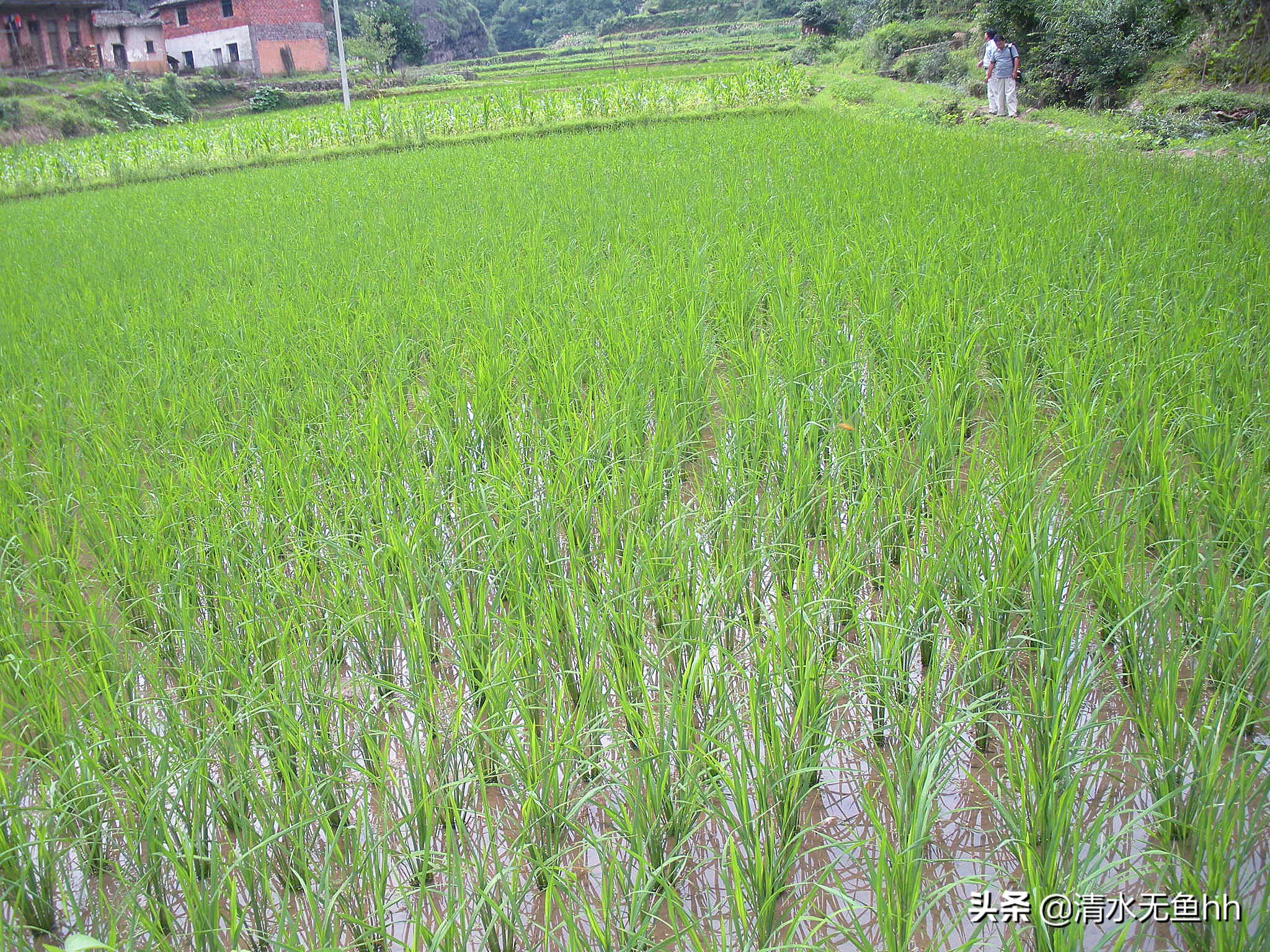铜钹山九仙湖简介,铜钹山九仙湖几级景区