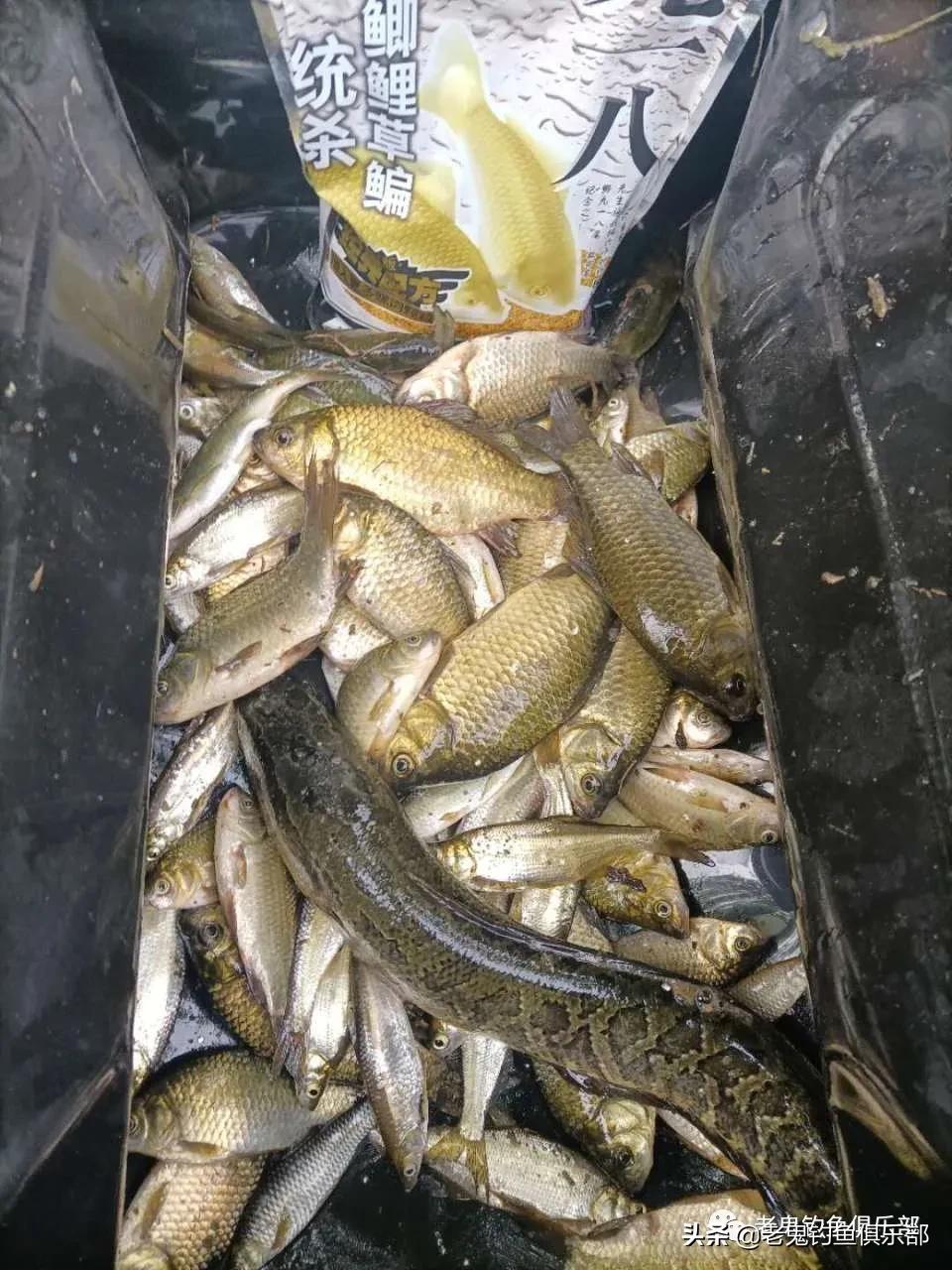 山东钓鱼老三样,山东玉带湖钓鱼