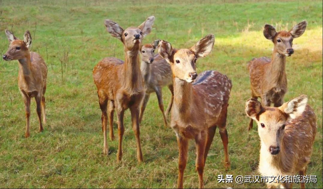 武汉野生动物王国营业时间,武汉野生动物王国有哪些园区