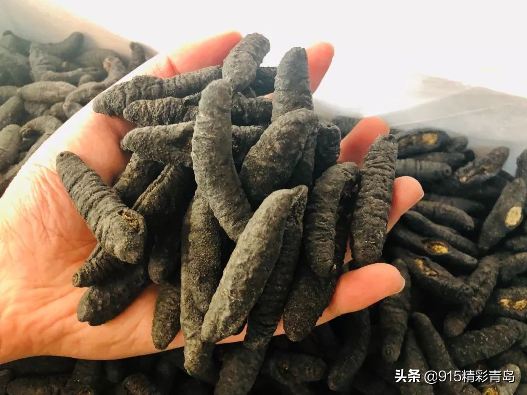 中国最好的海刺海参,黄金刺参西沙群岛深海纯野生海参