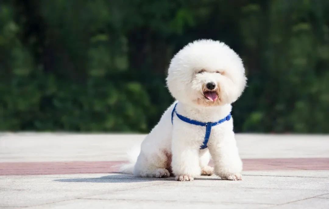 狗狗不想要了送哪里,狗狗不想要了最好扔在哪里