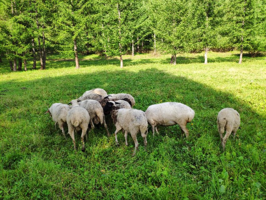 又到遛茬季节，羊吃玉米或者黄豆胀肚、中毒怎么办？兽医告诉你