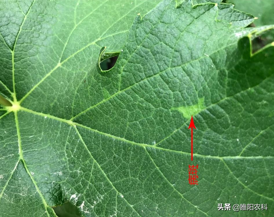 葡萄5大病害高效防治方案,葡萄坏了有什么症状