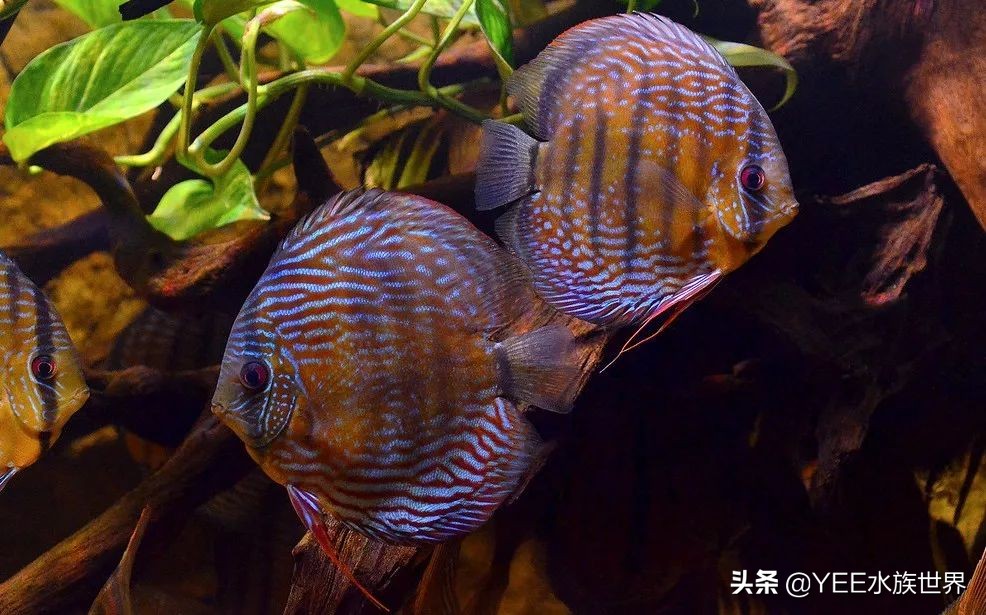 建议穷人养的10种中型热带鱼,超难养的宠物