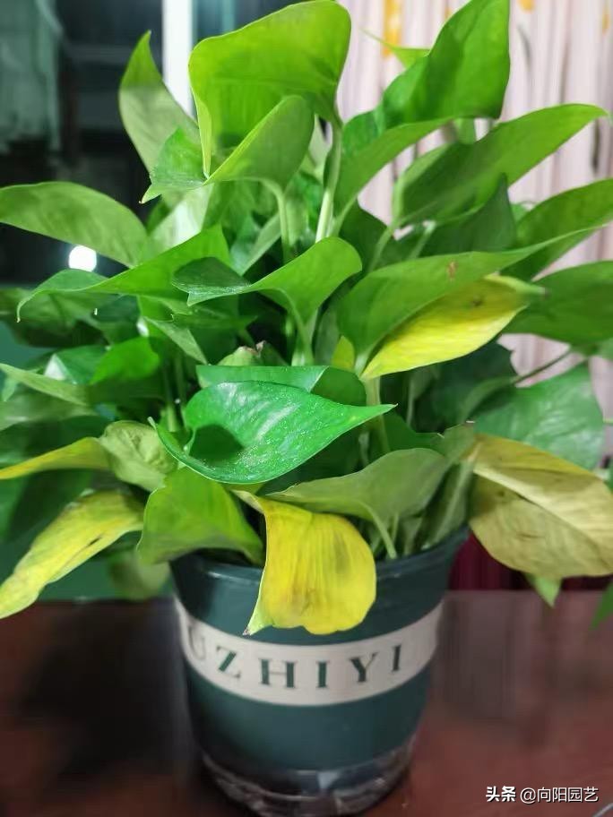 绿萝黄叶有几种原因及处理方法,绿萝叶子上有黑斑还会恢复绿叶吗