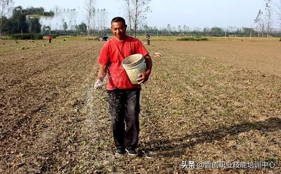 小麦种深了苗黄苗弱怎样补救管理,小麦旺苗冻害怎么补救