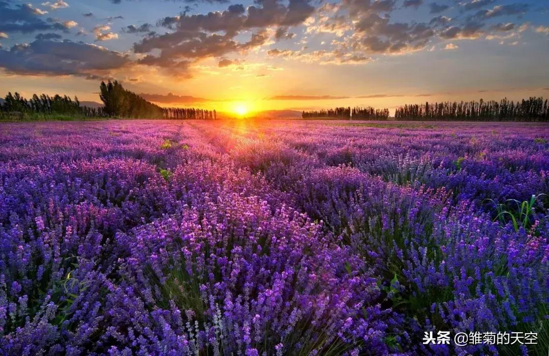 薰衣草的美丽世界,薰衣草的世界真漂亮
