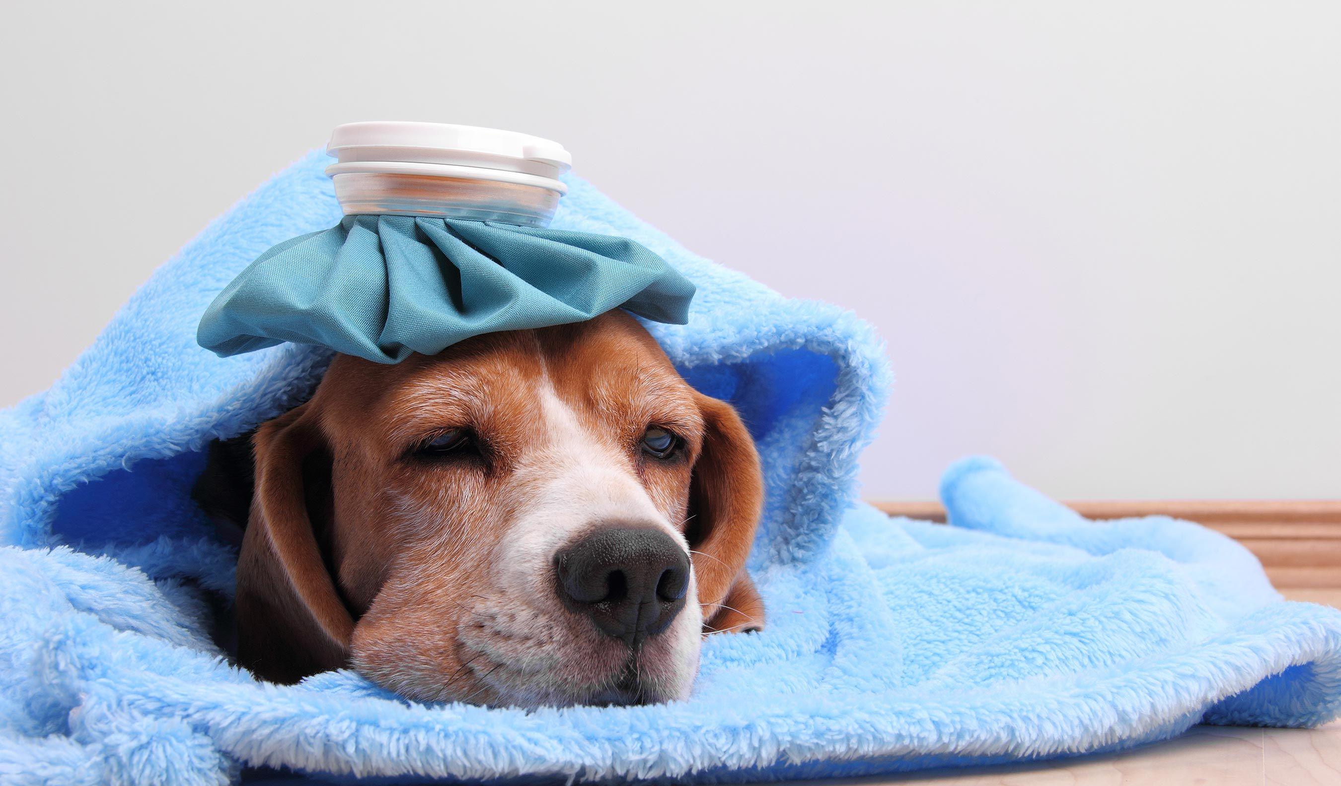 养狗后需要什么条件,养狗之后容易患上这几种病