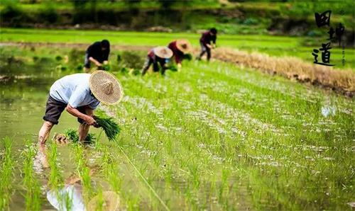 田坤道大米市场占有率多少,田坤道粮油批发零售