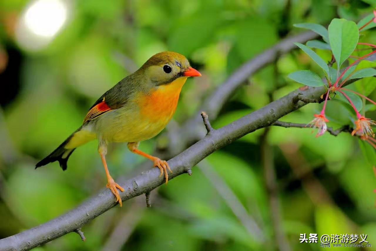 常见但是说不出名字的动物,六种不常见的鸟