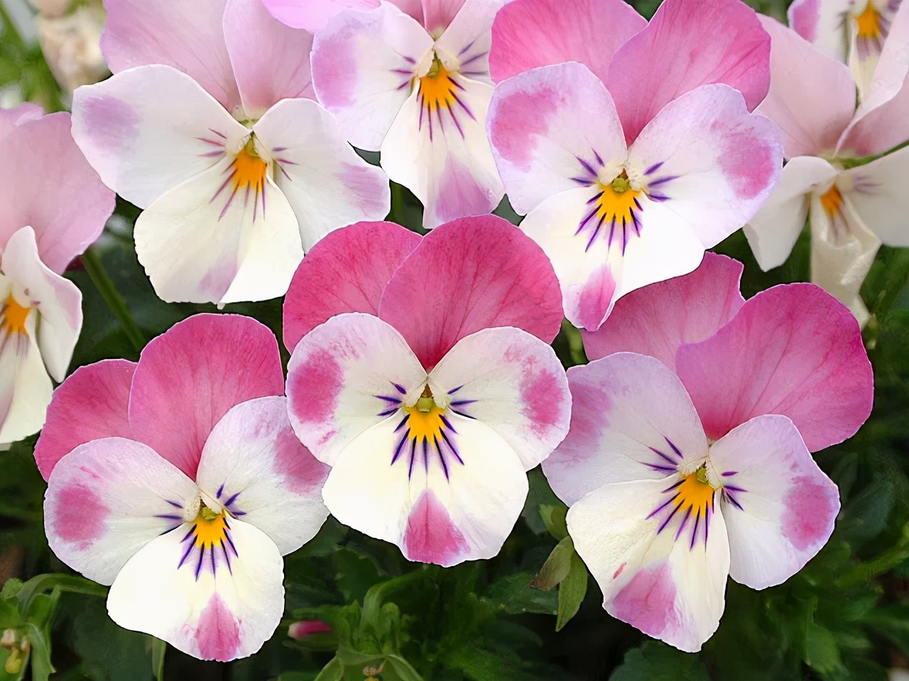 角堇和皱边角堇哪个花大,皱边角堇和穗边角堇的区别