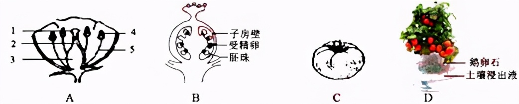 七上生物绿色植物的呼吸作用复习,高一生物必修一呼吸作用习题讲解