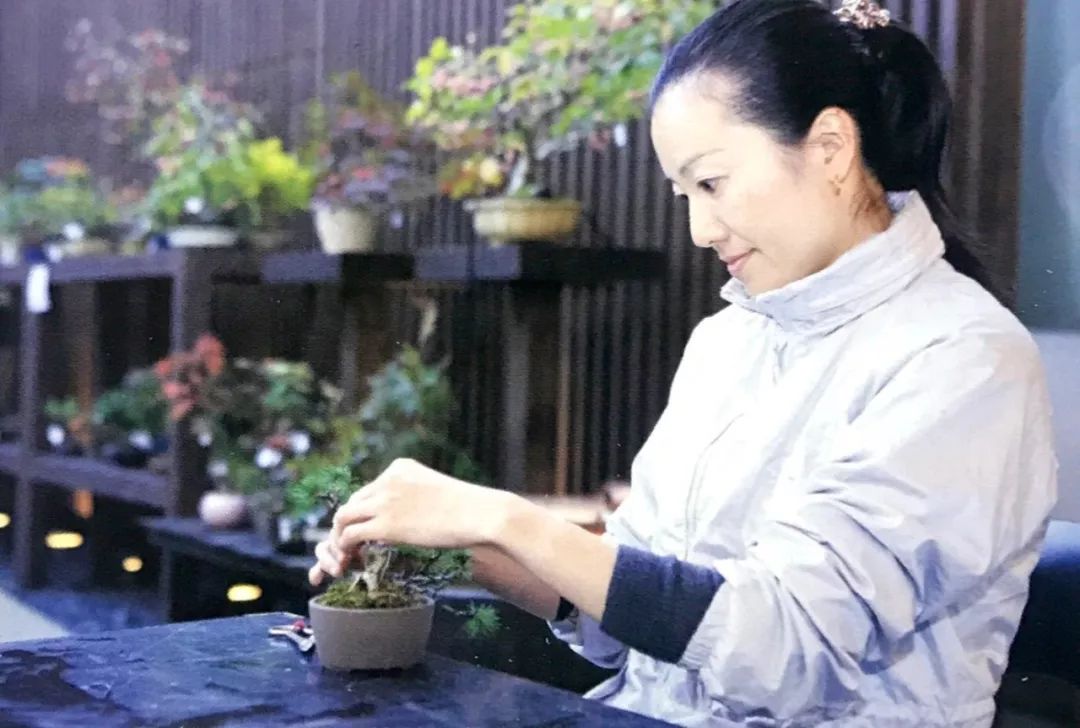 盆景枝条拿弯最实用的6大技巧,盆景树如何弯曲