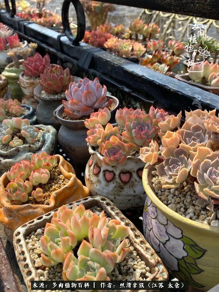 初秋的多肉,初春的多肉开始展现美颜了