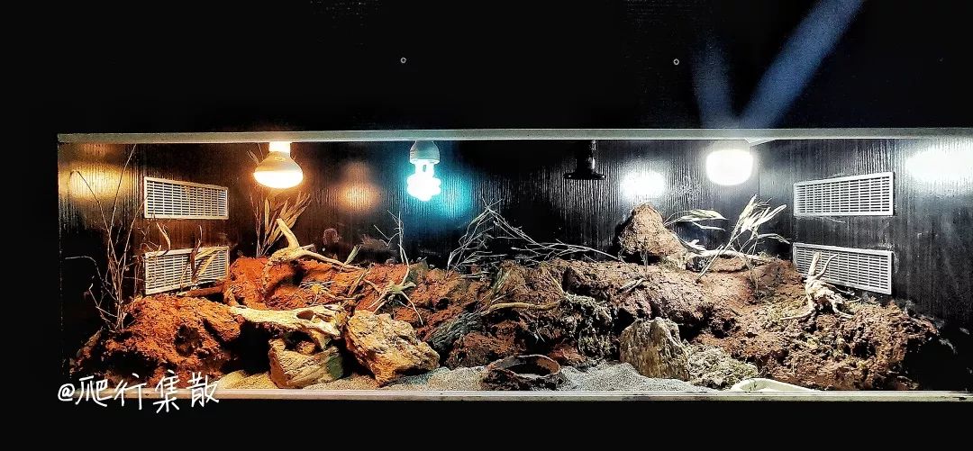 一只鸭子一万五元,一只鸭子一万多