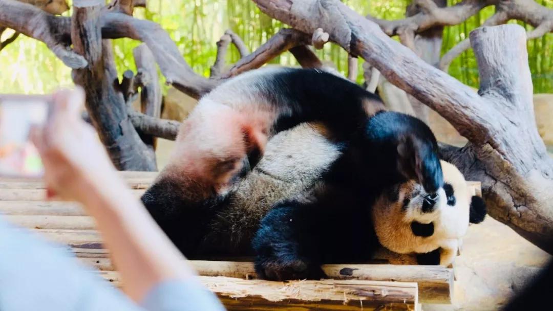 广州长隆攻略注意事项,广州长隆优惠攻略