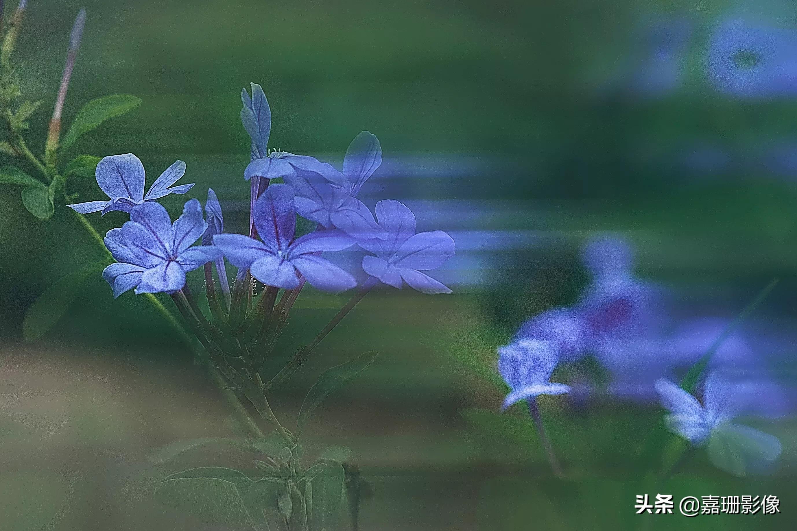 看看花容，听听花语2020年我镜头里的百种花卉