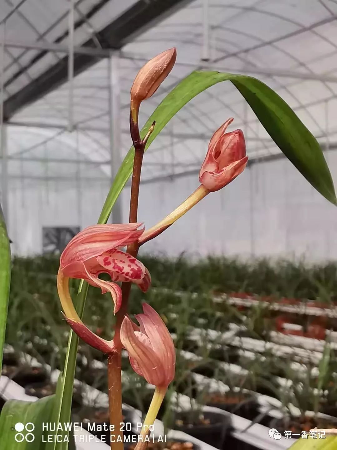 568:自强不息的兰花