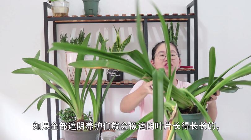 想要朱顶红种球恢复,叶片是关键,养护注意几点,避免叶片倒伏