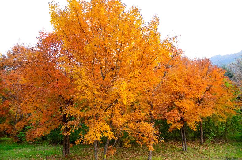 vans秋季怎么搭,vans秋天穿低帮还是高帮