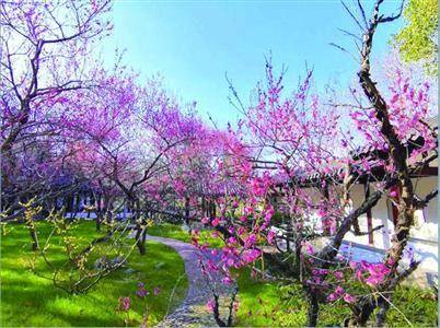 南京梅花为什么有名,南京梅花文化源