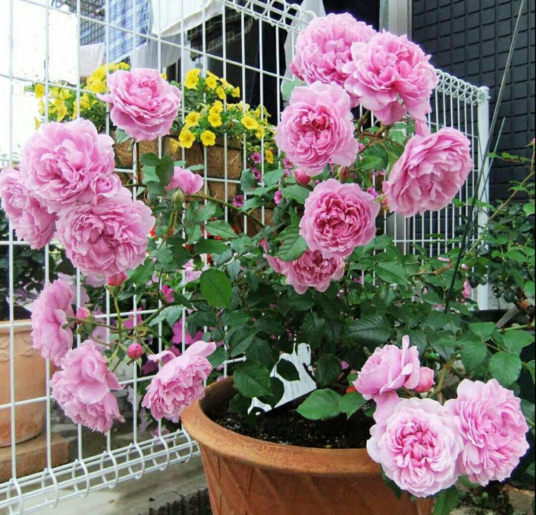 月季开完第一次花的养护与管理,藤本月季春天开花后怎么剪残花