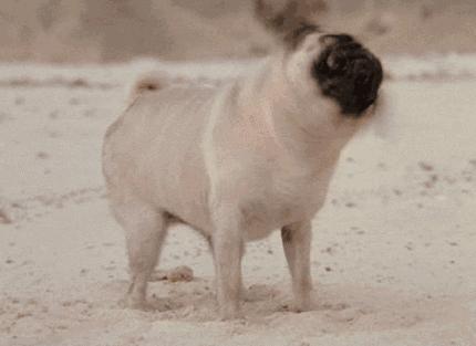 养猫狗常备药,宠物猫狗常用药