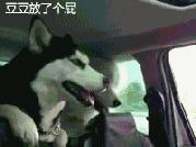 哈士奇和萨摩耶融合起来的样子,哈士奇和萨摩耶的幸福日常