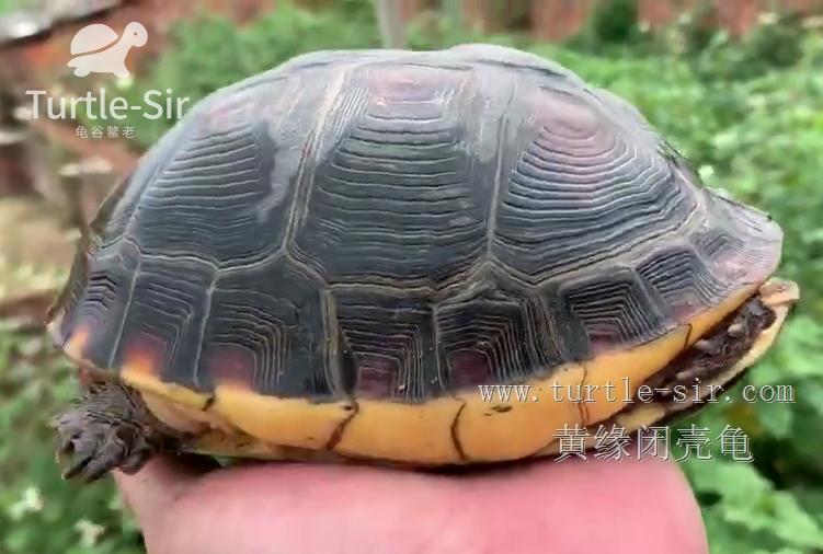 黄缘闭壳龟不冬眠会高背吗,黄缘闭壳龟喂肉能高背么