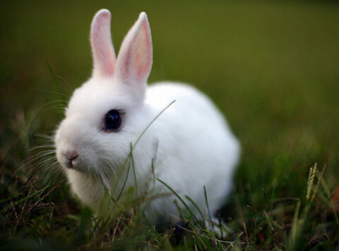 刚出生的兔子怎么喂养,兔子出生多长时间才可以单独喂养