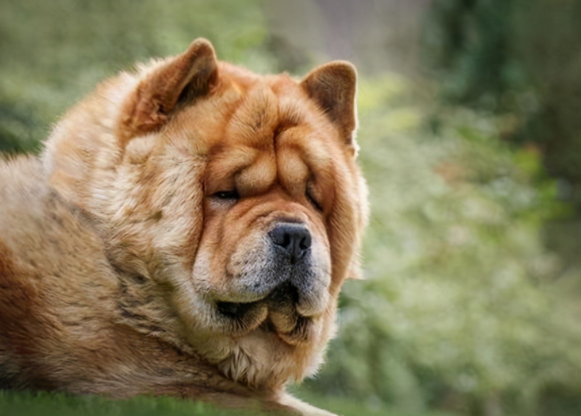 狗狗不容易生病排行榜,狗狗最萌十大排名视频