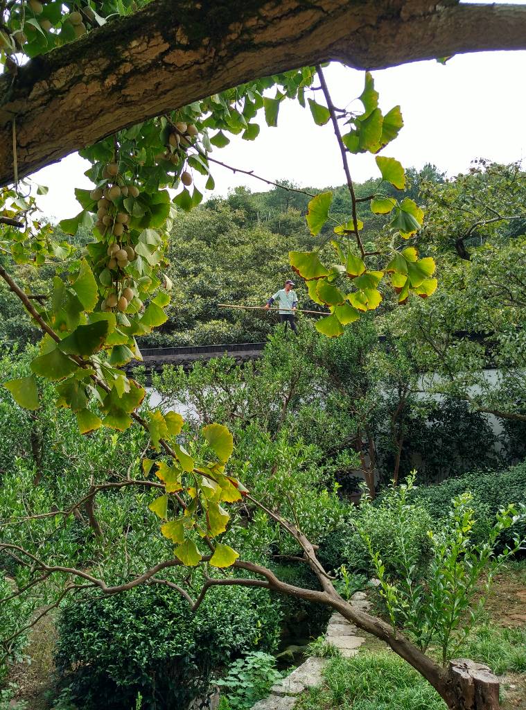 碧螺村边紫金庵，天下罗汉第一堂。