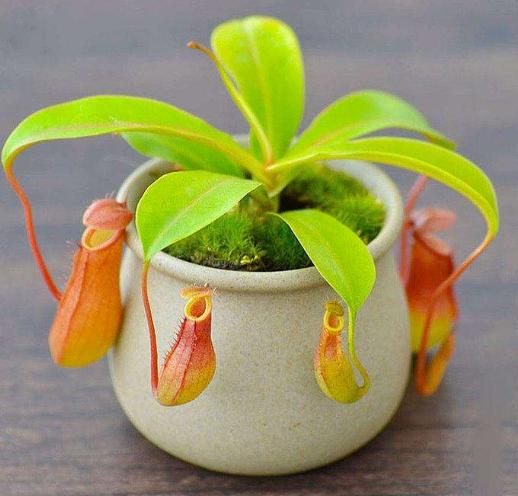 关于食虫植物的冷知识,哪种食虫植物效果好