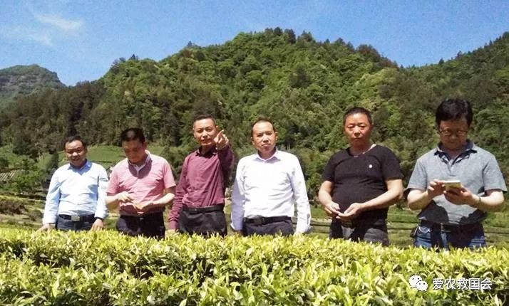 金芷神痛风茶,痛风能喝的茶