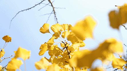 粉黛乱子草网红打卡地成都免费,美到炸网红粉黛乱子草就在双流