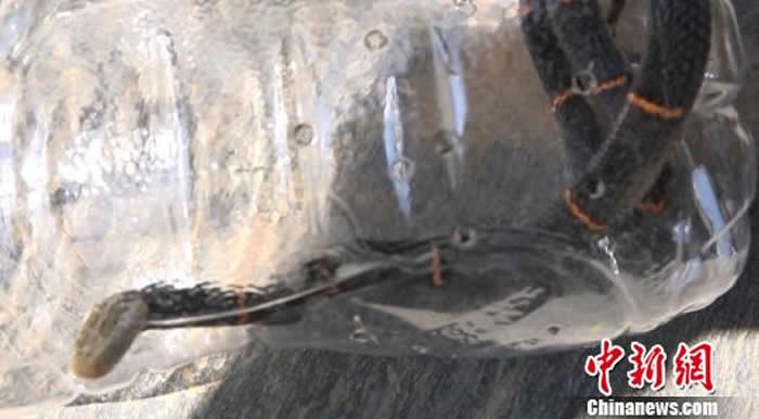 云南大理天池保护区蝰蛇,云南温泉蛇