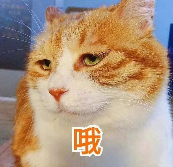 两个女孩合租一个房间得病,两个女生合租一个房子得病