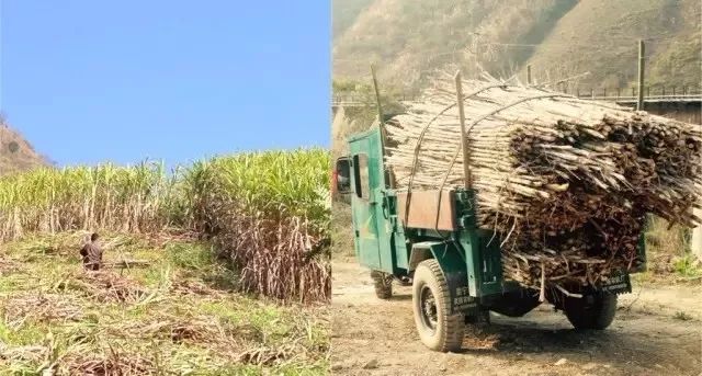 纳桑红糖双十一,纳桑新款