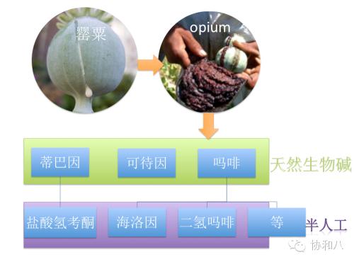 我本是一朵纯洁的小花·疼痛那些事儿｜朝花夕拾·协和八