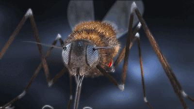 蚊子驱蚊驱虫,杀虫剂对蚊子有效又安全