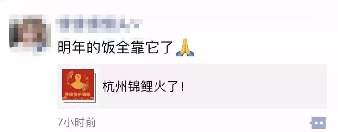 锦鲤是怎么火起来的,中国锦鲤怎么火起来的