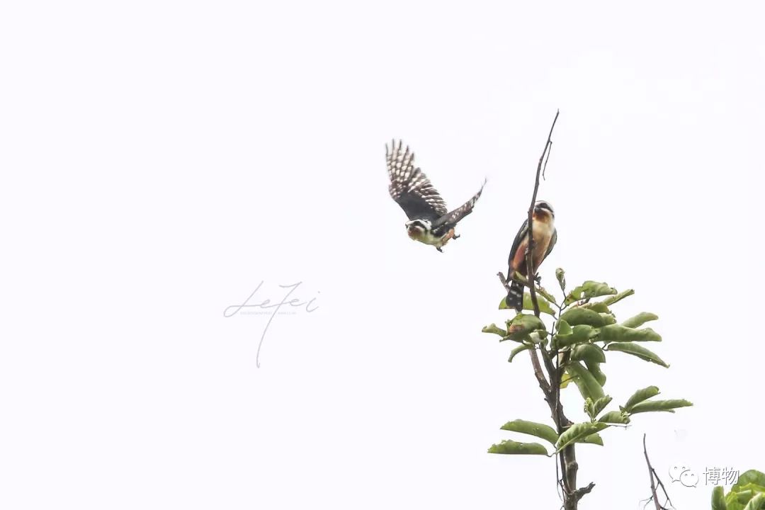 想跟博物一起外出采风？春节我们滇西见