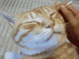 猫被领养后的真实生活,收养一只流浪猫几个月了野性难改