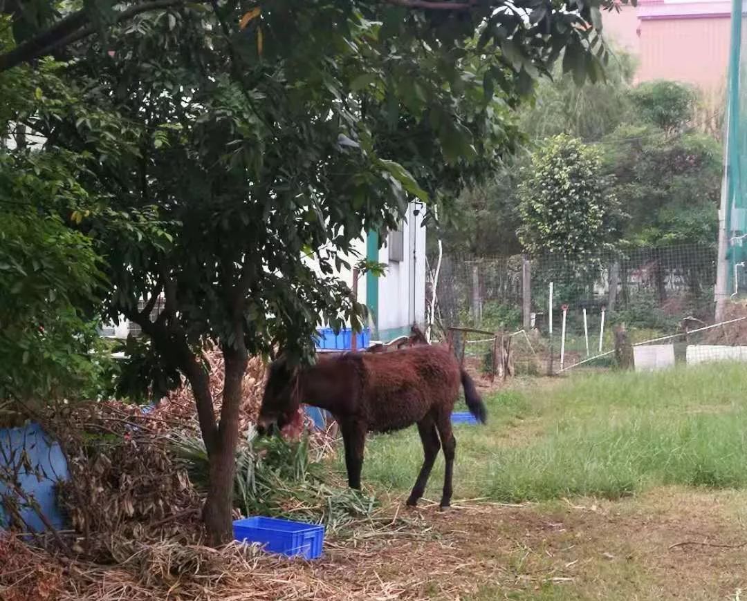 「送福利」天渐凉,烤全羊走起哟!南庄食肉兽别错过