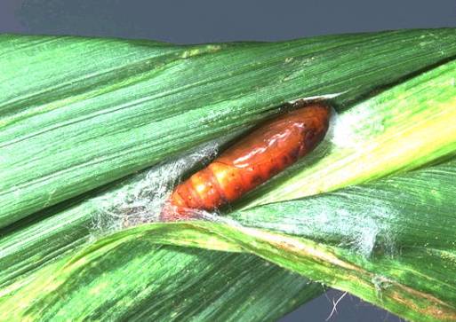 玉米叶片有黄点咋治,玉米叶片有黄色的小点怎么回事