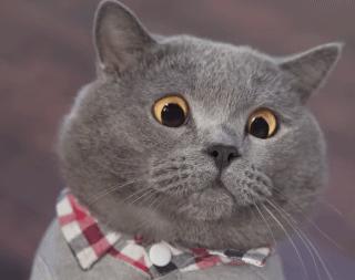 宜家2022开放多少个城市,宜家都在哪个城市开了