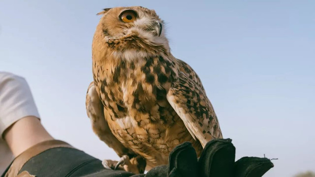 西厢房｜沙漠中的极致野奢，每间都有私家泳池，羚羊会还会来泳池喝水