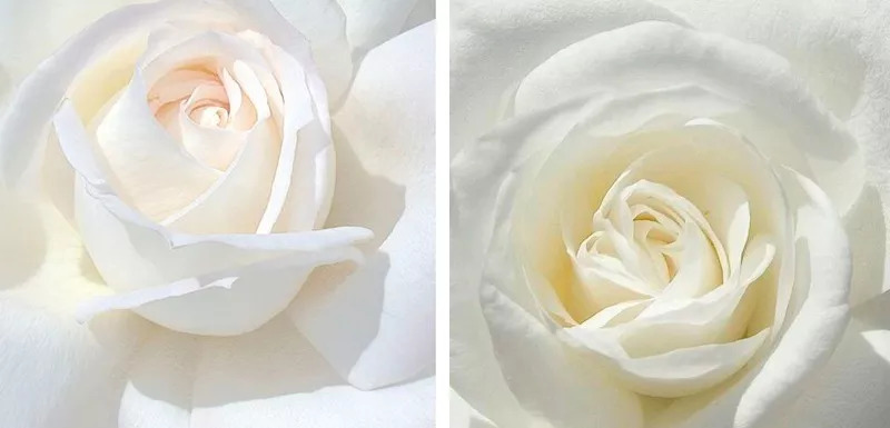 最强辣妈靠真性情吸粉,狗粮不断被老公宠成“小女人”