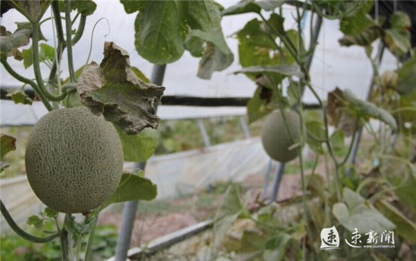 一根藤连着千年缘分,一根藤缠绕一棵相思的树