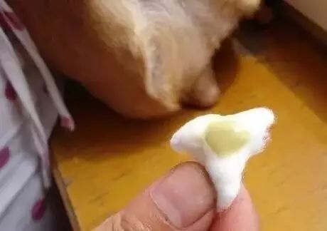 养宠小知识狗狗耳朵有螨虫的表现,养宠知识狗狗伤口怎么处理